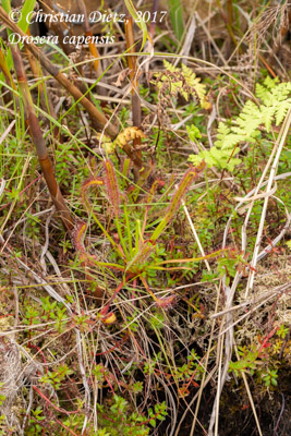 Drosera capensis - Hermanus, Western Cape - Drosera capensis - Südafrika - Tag 14 - Afrika