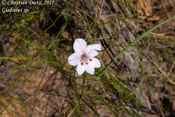 Gladiolus sp. - Kogelberg, Western Cape - Gladiolus - Gladiolus sp. - Südafrika - Tag 15 - Afrika