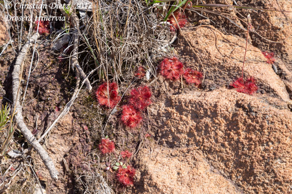 Drosera trinervia - Kogelberg, Western Cape - Drosera trinervia - Südafrika - Tag 15 - Afrika