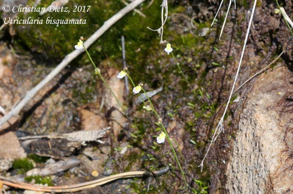 Utricularia bisquamata - Kogelberg, Western Cape - Utricularia bisquamata - Südafrika - Tag 15 - Afrika
