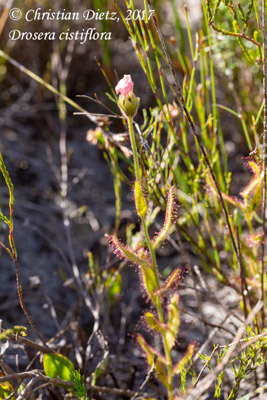 Drosera cistiflora - Kogelberg, Western Cape - Drosera cistiflora - Südafrika - Tag 15 - Afrika