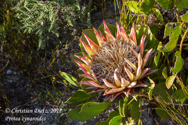 Protea cynaroides - Kogelberg, Western Cape - Proteaceae - Protea cynaroides - Südafrika - Tag 15 - Afrika