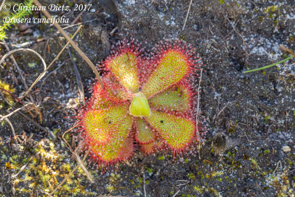 Drosera cuneifolia - Silvermine Nature Reserve - Drosera cuneifolia - Südafrika - Tag 16 - Afrika