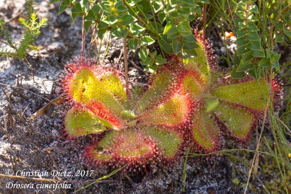 Drosera cuneifolia - Silvermine Nature Reserve - Drosera cuneifolia - Südafrika - Tag 16 - Afrika