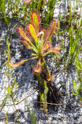 Drosera ramentacea - Silvermine Nature Reserve - Drosera ramentacea - Südafrika - Tag 16 - Afrika