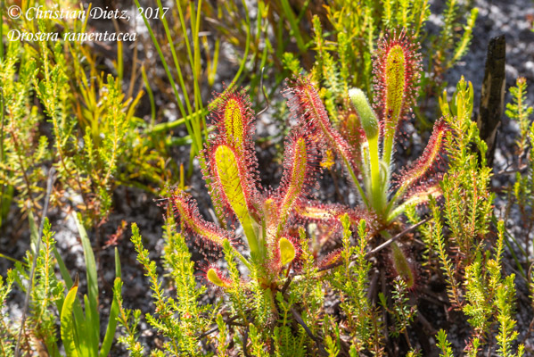 Drosera ramentacea - Silvermine Nature Reserve - Drosera ramentacea - Südafrika - Tag 16 - Afrika