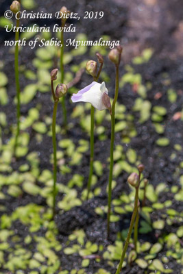 Utricularia livida - nördlich von Sabie, Mpumalanga - Utricularia livida - Südafrika - Tag 2 - Afrika