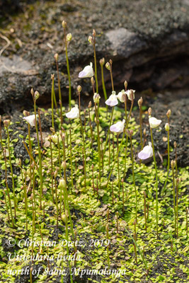 Utricularia livida - nördlich von Sabie, Mpumalanga - Utricularia livida - Südafrika - Tag 2 - Afrika