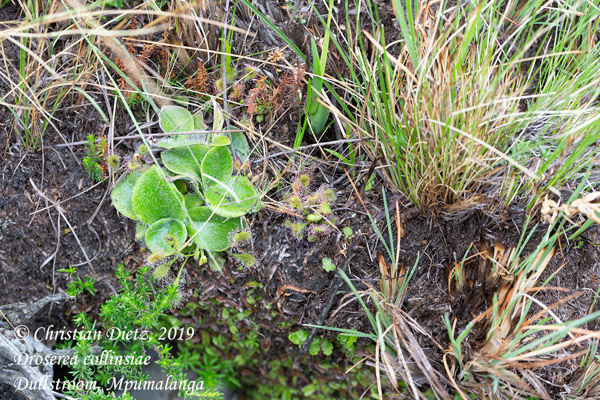 Drosera collinsiae - Dullstroom, Mpumalanga - Drosera collinsiae - Südafrika - Tag 3 - Afrika