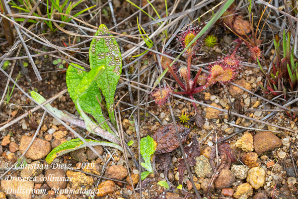 Drosera collinsiae - Dullstroom, Mpumalanga - Drosera collinsiae - Südafrika - Tag 3 - Afrika