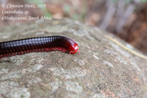 Centrobolus sp. - eNtokozweni, KwaZulu-Natal - Tausendfüßer - Centrobolus sp. - Südafrika - Tag 3 - Afrika