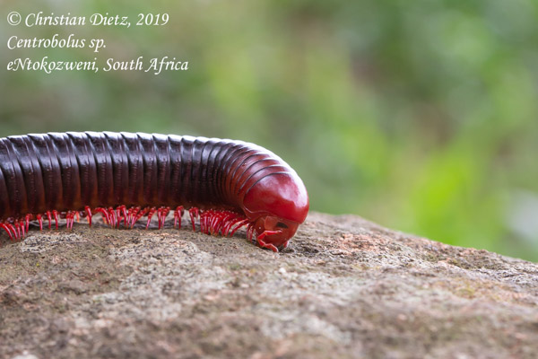Centrobolus sp. - eNtokozweni, KwaZulu-Natal - Tausendfüßer - Centrobolus sp. - Südafrika - Tag 3 - Afrika