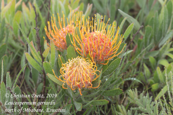 Leucospermum gerrardii - nördlich von Mbabane, Hhohho - Leucospermum - Leucospermum gerrardii - Eswatini - Tag 4 - Afrika