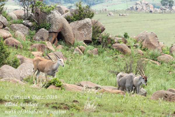 Taurotragus oryx - nördlich von Mbabane, Hhohho - Huftiere - Taurotragus oryx - Eswatini - Tag 4 - Afrika