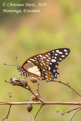 Graphium angolanus - Mantenga, Hhohho - Schmetterlinge - Graphium angolanus - Eswatini - Tag 5 - Afrika