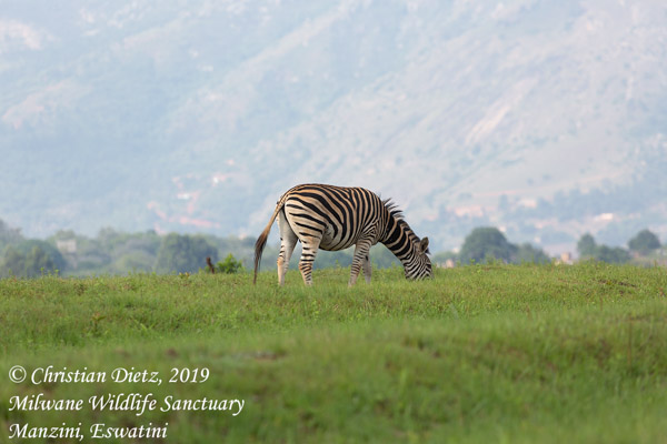 Equus quagga - Milwane Wildlife Sanctuary, Manzini - Huftiere - Equus quagga - Eswatini - Tag 5 - Afrika