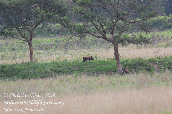 Phacochoerus africanus - Milwane Wildlife Sanctuary, Manzini - zz_Sonstige Tiere - Phacochoerus africanus - Eswatini - Tag 5 - Afrika