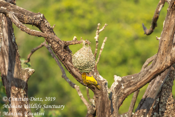 Ploceus cucullatus - Milwane Wildlife Sanctuary, Manzini - Vögel - Ploceus cucullatus - Eswatini - Tag 5 - Afrika