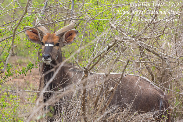 Tragelaphus strepsiceros - Hlane Royal National Park, Lubombo - Huftiere - Tragelaphus strepsiceros - Eswatini - Tag 6 - Afrika