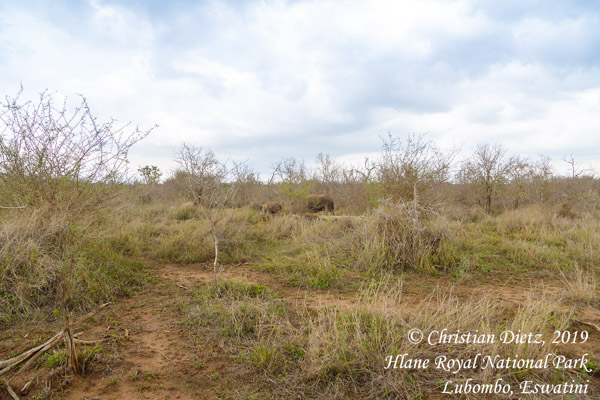 Eswatini - Tag 6 - Hlane Royal National Park, Lubombo - Afrika
