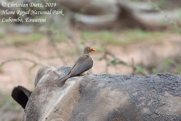 Buphagus erythrorhynchus - Hlane Royal National Park, Lubombo - Vögel - Buphagus erythrorhynchus - Eswatini - Tag 6 - Afrika