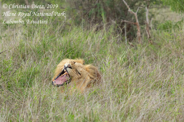 Panthera leo - Hlane Royal National Park, Lubombo - Katzen - Panthera leo - Eswatini - Tag 6 - Afrika