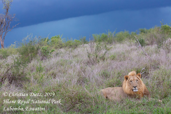 Panthera leo - Hlane Royal National Park, Lubombo - Katzen - Panthera leo - Eswatini - Tag 6 - Afrika