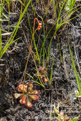 Drosera natalensis - Nhlangano, Shiselweni - Drosera natalensis - Eswatini - Tag 7 - Afrika