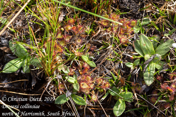 Drosera collinsiae - nördlich von Harrismith, Free State - Drosera collinsiae - Südafrika - Tag 8 - Afrika