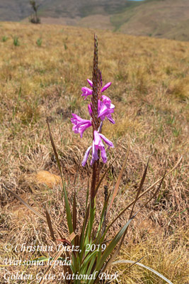Watsonia lepida - Golden Gate Highlands National Park, KwaZulu-Natal - Watsonia - Watsonia lepida - Südafrika - Tag 9 - Afrika
