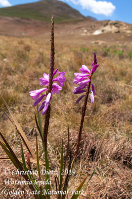 Watsonia lepida - Golden Gate Highlands National Park, KwaZulu-Natal - Watsonia - Watsonia lepida - Südafrika - Tag 9 - Afrika