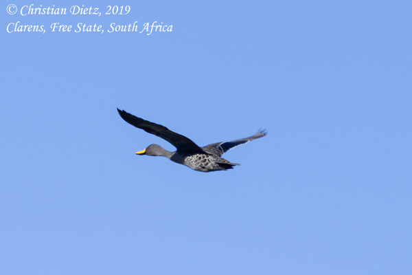 Anas undulata - Clarens, Free State - Vögel - Anas undulata - Südafrika - Tag 9 - Afrika