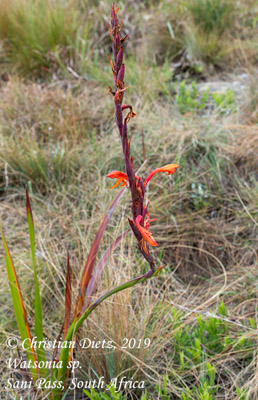 Watsonia sp. - Sani Pass, KwaZulu-Natal - Watsonia - Watsonia sp. - Südafrika - Tag 12 - Afrika