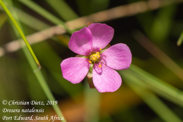 Drosera natalensis - Port Edward, KwaZulu-Natal - Drosera natalensis - Südafrika - Tag 13 - Afrika
