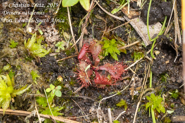 Drosera natalensis - Port Edward, KwaZulu-Natal - Drosera natalensis - Südafrika - Tag 13 - Afrika