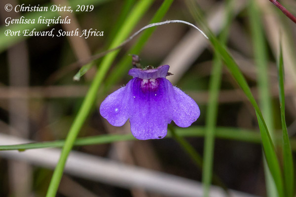 Genlisea hispidula - Port Edward, KwaZulu-Natal - Genlisea hispidula - Südafrika - Tag 13 - Afrika