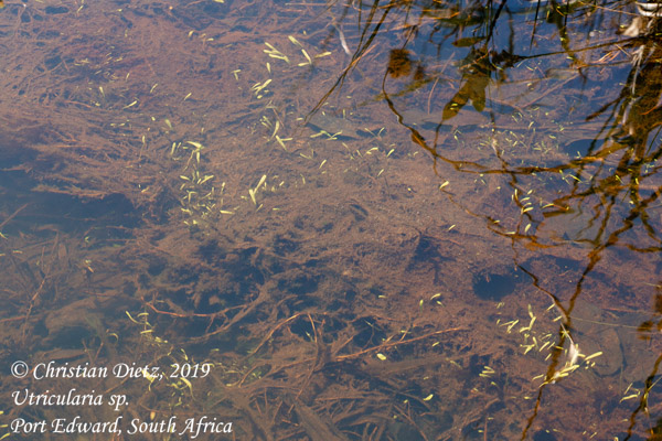Utricularia sp. - Port Edward, KwaZulu-Natal - Utricularia sp. - Südafrika - Tag 13 - Afrika
