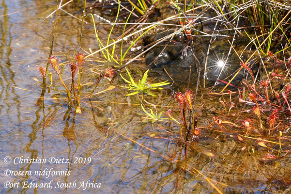 Drosera nidiformis - Port Edward, KwaZulu-Natal - Drosera nidiformis - Südafrika - Tag 13 - Afrika