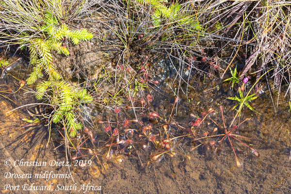 Drosera nidiformis - Port Edward, KwaZulu-Natal - Drosera nidiformis - Südafrika - Tag 13 - Afrika