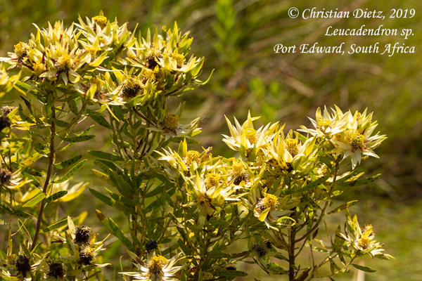 Leucadendron spissifolium - Port Edward, KwaZulu-Natal - leucadendron - Leucadendron spissifolium - Südafrika - Tag 13 - Afrika
