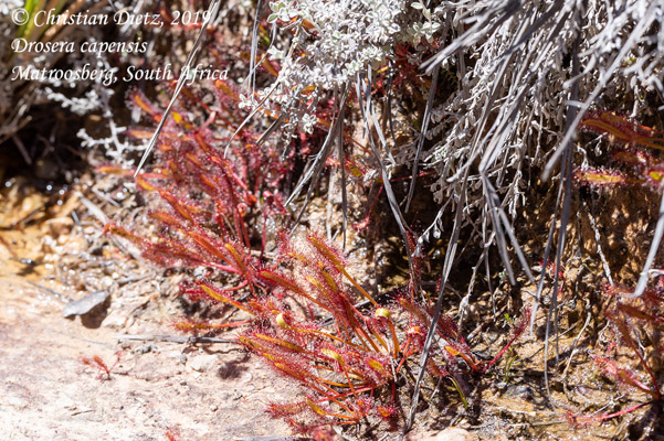 Drosera capensis - Matroosberg, Western Cape - Drosera capensis - Südafrika - Tag 16 - Afrika