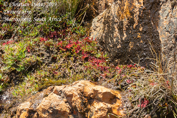 Drosera afra - Matroosberg, Western Cape - Drosera afra - Südafrika - Tag 16 - Afrika