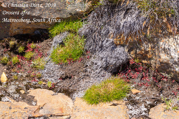 Drosera afra - Matroosberg, Western Cape - Drosera afra - Südafrika - Tag 16 - Afrika