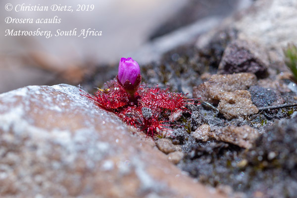 Drosera acaulis - Matroosberg, Western Cape - Drosera acaulis - Südafrika - Tag 16 - Afrika