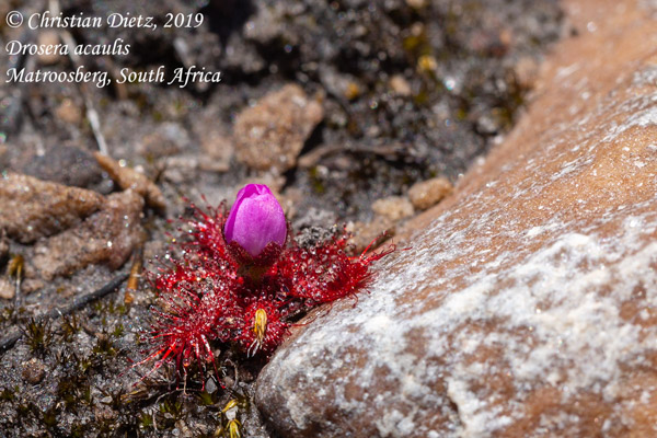 Drosera acaulis - Matroosberg, Western Cape - Drosera acaulis - Südafrika - Tag 16 - Afrika