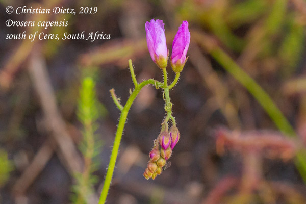 Drosera capensis - Ceres, Western Cape - Drosera capensis - Südafrika - Tag 16 - Afrika
