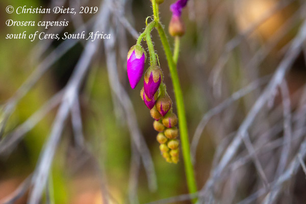 Drosera capensis - Ceres, Western Cape - Drosera capensis - Südafrika - Tag 16 - Afrika