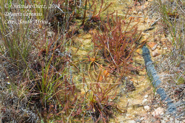 Drosera capensis - Ceres, Western Cape - Drosera capensis - Südafrika - Tag 17 - Afrika
