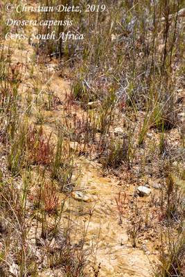 Drosera capensis - Ceres, Western Cape - Drosera capensis - Südafrika - Tag 17 - Afrika