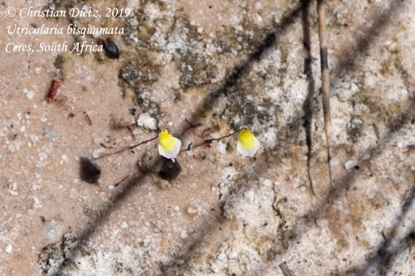 Utricularia bisquamata - Ceres, Western Cape - Utricularia bisquamata - Südafrika - Tag 17 - Afrika